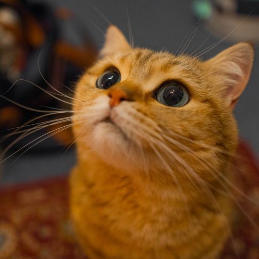 Кот, который ждёт ответа